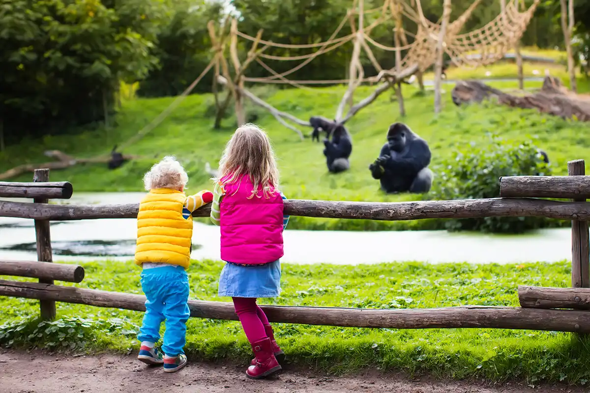 Kids watching animals at the zoo